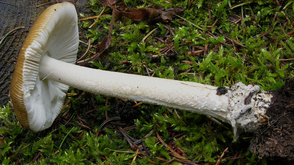 Amanita submembranacea o ceciliae...?